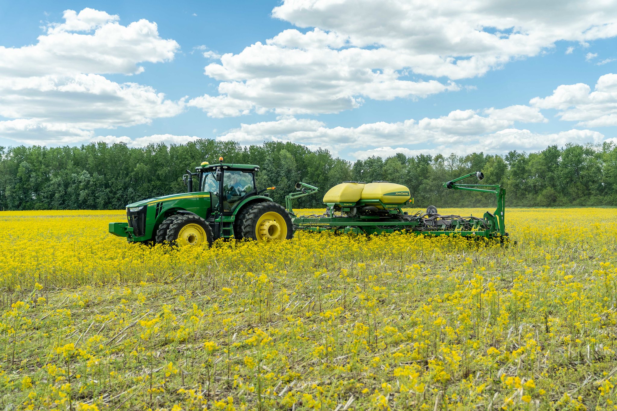 A tractor passes through a wide, flat field filled with yellow flowers.