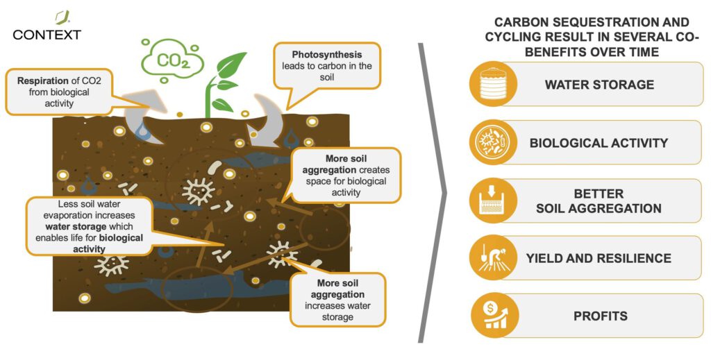 Graphic depicting the ways in which plants and soils together cycle carbon.