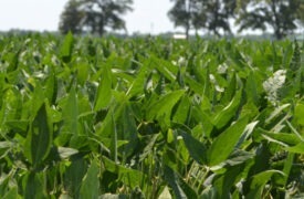Cover Cropping to Reduce Nutrient Loss