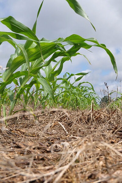 How does carbon cycle through agricultural systems?