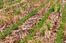 The Soil Health Benefits of Cover Crops