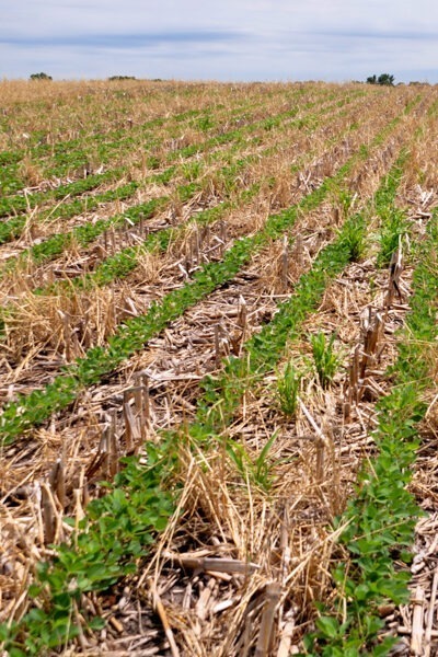The Soil Health Benefits of Cover Crops
