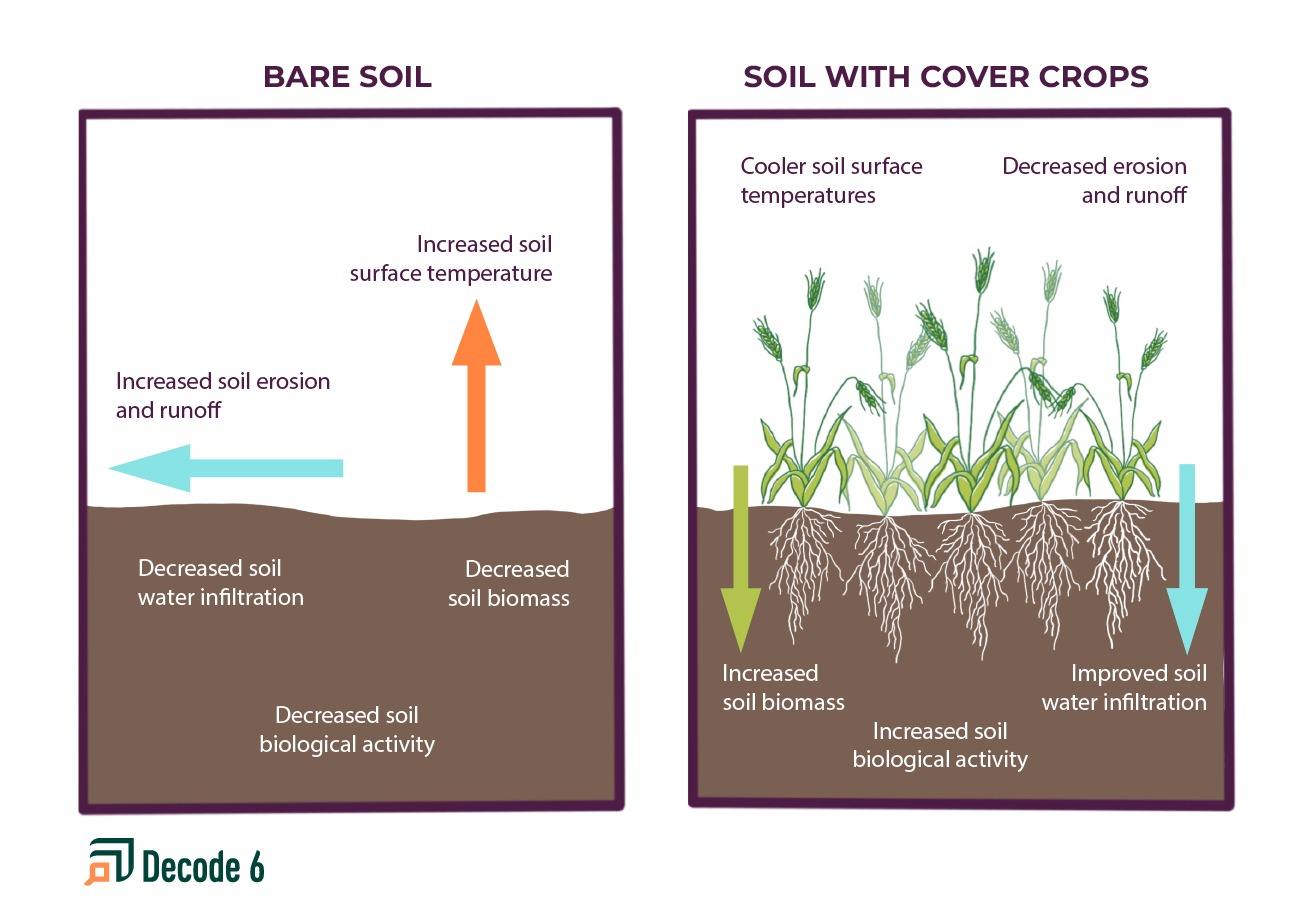 Two frames show illustrations. On the left, bare soil demonstrates increased soil surface temperatures, increased soil erosion and runoff, decreased soil water infiltration, decreased soil biomass, and decreased biological activity. On the right, illustrated cereal rye covers the soil, and text describes that there is cooler soil surface temperatures, decreased erosion and runoff, increased soil biomass, increased soil biological activity, and improved soil water infiltration.