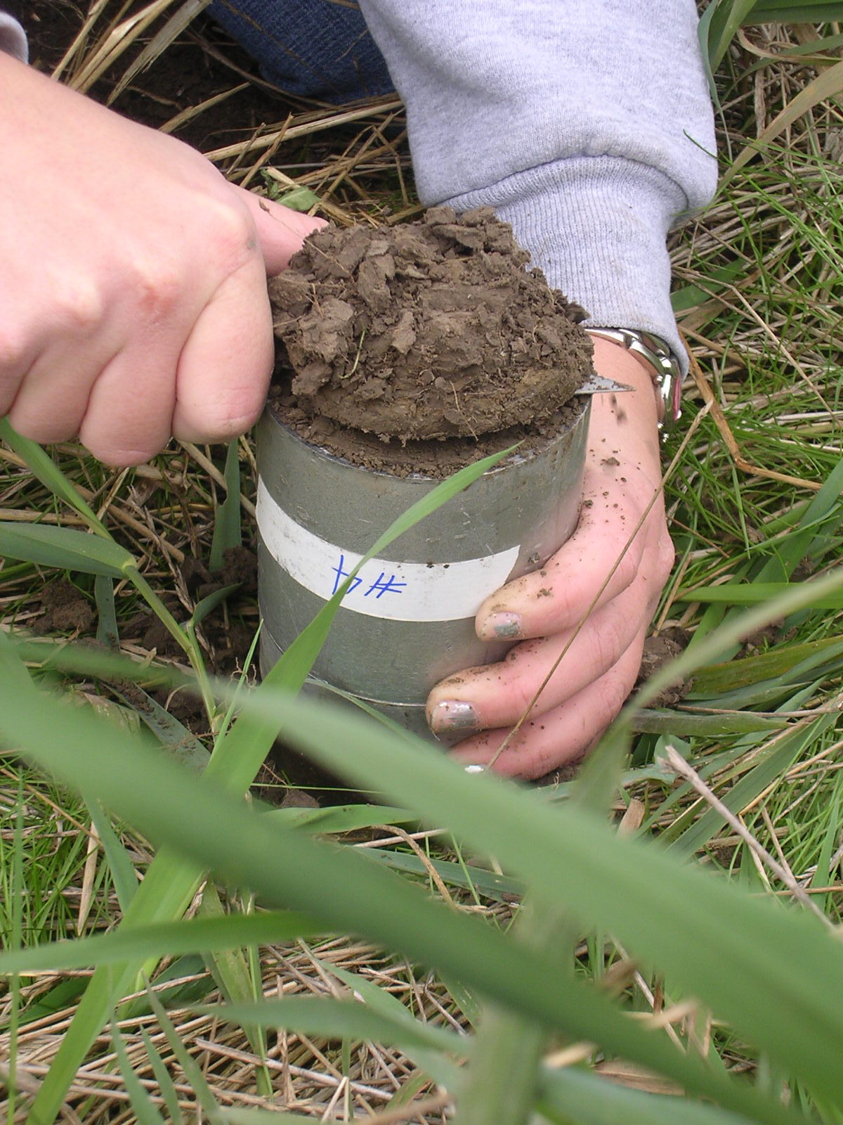 A person removes the dark brown excess soil from the bottom of a bulk density soil core using a small knife. 