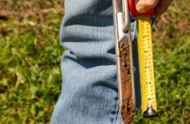 How should you collect soil samples to calculate carbon stock?