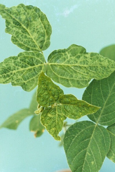 3 Ways to Reduce Crop Disease Pressure