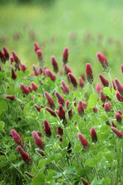 How does reducing tillage and adding cover crops impact farm income?