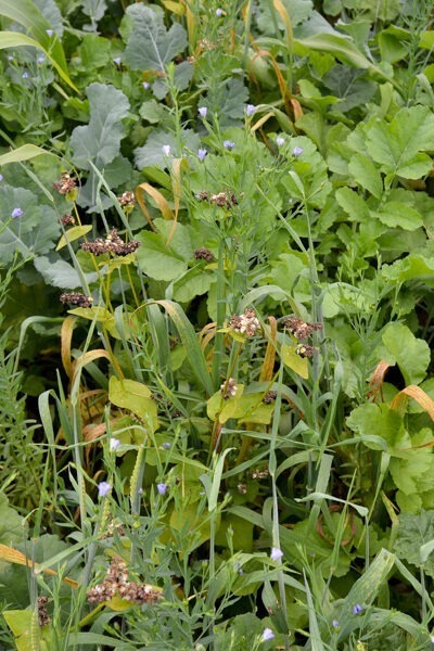 Cover Crop Benefits and Drawbacks when Water is Scarce