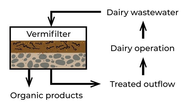 A vermifilter System with three layers in a box, with vermifilter system at the top and rocks to filter below it, with organic products leaving the box along with treated outflow that returns to the dairy operation, is used, an dis emitted as wastewater that goes back into the vermifilter system.