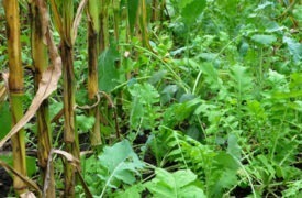 Can Growing Cover Crops in Corn Systems Increase Soil Carbon?
