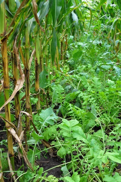 Can growing cover crops in corn systems increase soil carbon?