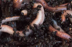 Could Worms Help Cut Emissions from Dairy Waste?