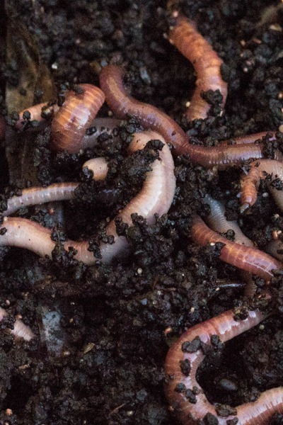 Could worms help cut emissions from dairy waste?