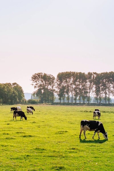 Benefits Farmers Can Reap from Agroecosystem Management