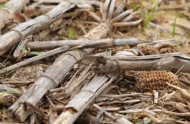 Corn Stalks and Clover: Connecting Crop Residue and Soil Health