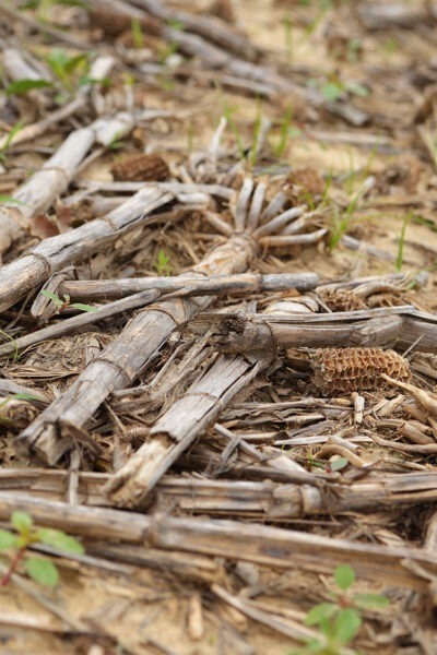 Corn Stalks and Clover: Connecting Crop Residue and Soil Health