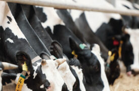 What You Feed Your Cows Impacts Greenhouse Gas Emissions