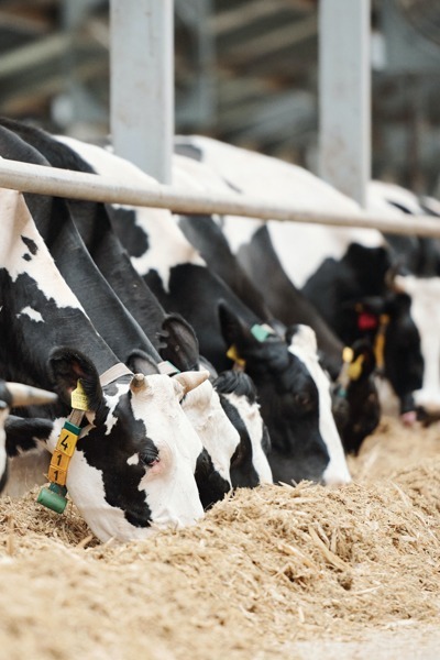 What You Feed Your Cows Impacts Greenhouse Gas Emissions