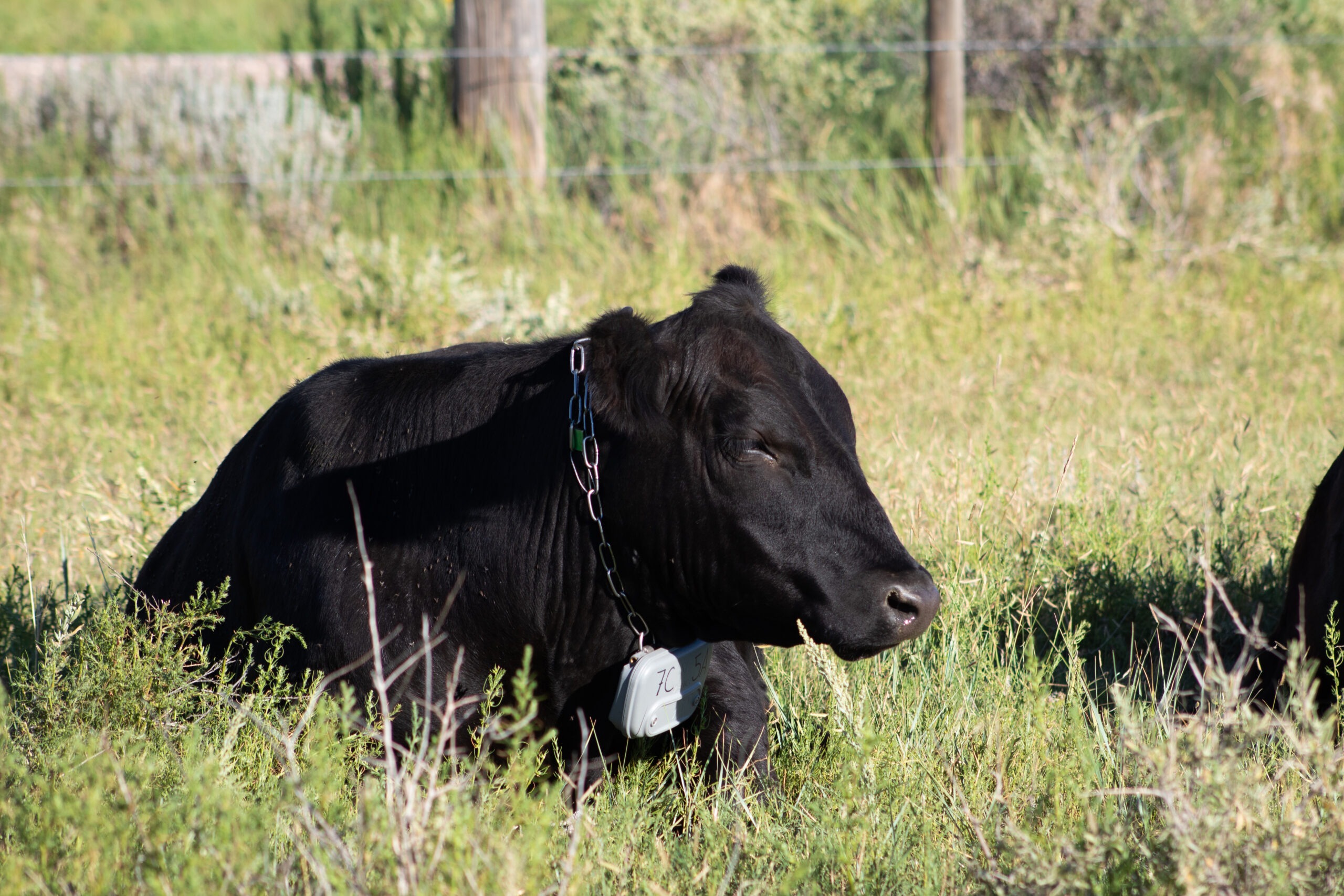 A black cow rests in a field of grasses wearing a virtual fence GPS collar around its neck, secured by chain link.