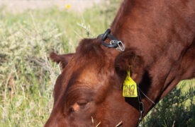 Virtual Fence for Cattle Herd Management: Learning Curves & Opportunities
