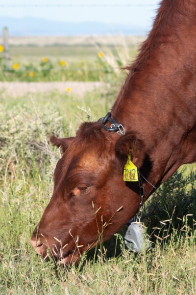 Virtual Fence for Cattle Herd Management: Learning Curves & Opportunities