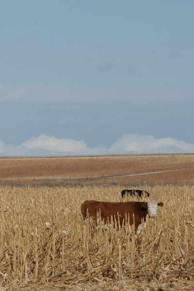 How does grazing livestock affect carbon cycling of a cropping system?
