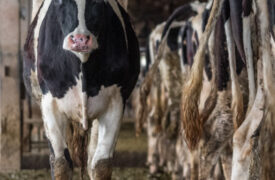 How do you manage dairy manure storage to reduce methane emissions?