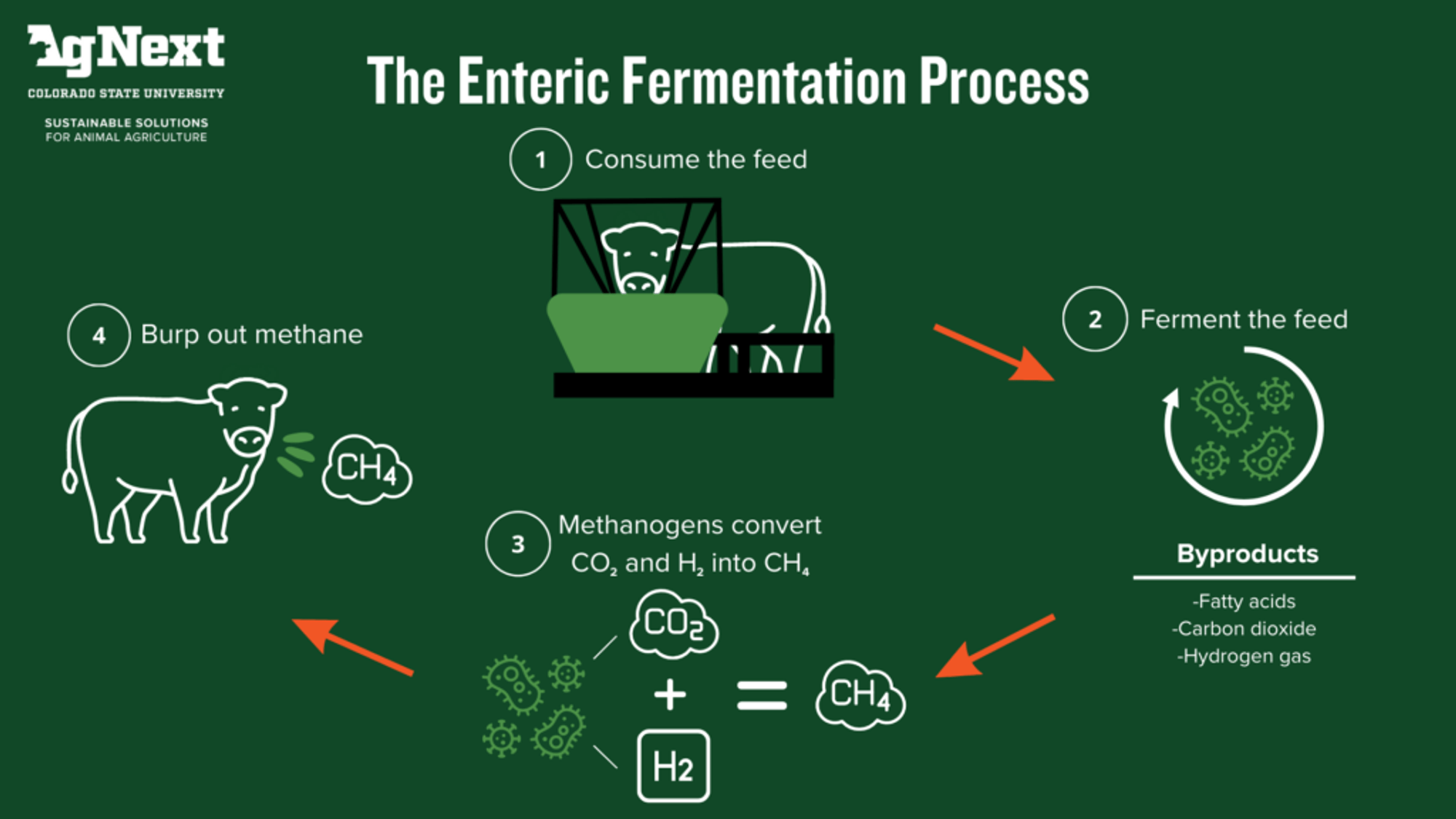 A graphic shows the enteric fermentation process in four steps. 1) Livestock consume feed. 2) Ferment the feed, with byproducts of fatty acids, carbon dioxide, and hydrogen gas. 3) Methanogens convert carbon dioxide and hydrogen gas into methane. 4) Livestock burp out methane. Image courtesy of CSU AgNext. 