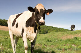 Basic Principles for Reducing Greenhouse Gas Emissions on Dairy Farms