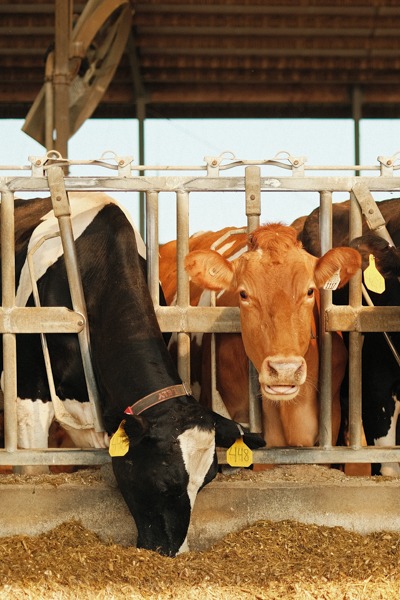 Where do greenhouse gases come from on dairy farms?