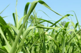 Cover Cropping & No-Tilling for Sustainable Dairy Feed & Forage