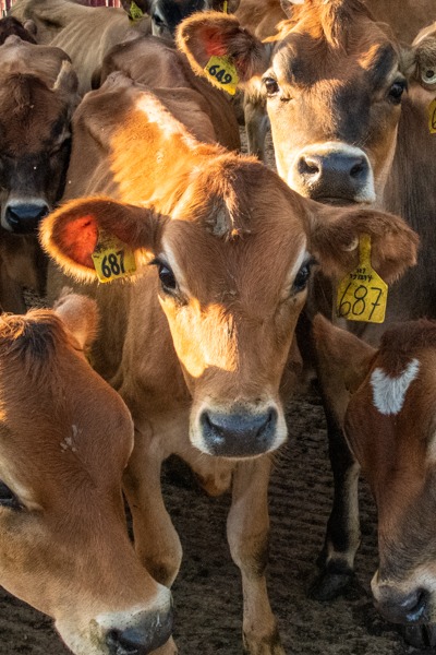 Interpreting & Understanding a Dairy Farm’s Environmental Footprint Assessment
