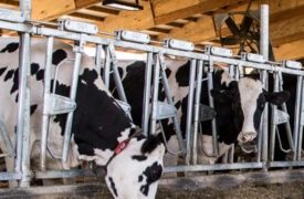 Practical Dairy Sustainability Tips for Immediate Impact