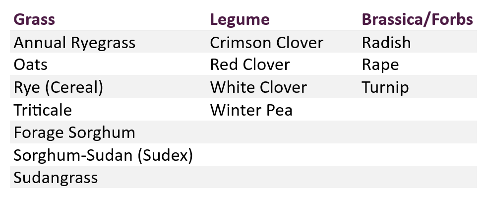 A table listing cover crop options for alternative feed, including grasses (annual ryegrass, oats, cereal rye, triticale, forage sorghum, sorghum-sudan (sudex), and sudangrass), legumes (crimson clover, red clover, white clover, and winter pea), and brassica/forbs (radish, rape, and turnip).