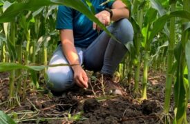 How Does Soil Biology Impact Nutrient Availability?